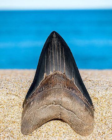 Megalodon Tooth - Ocean