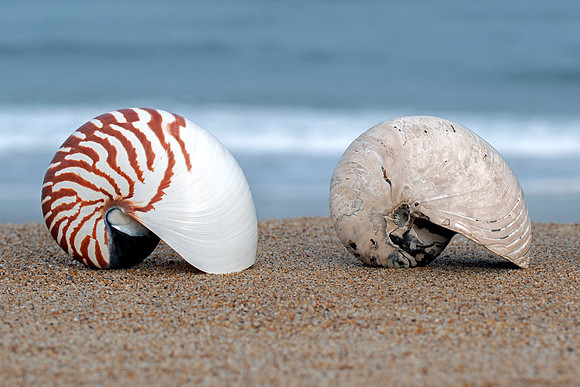 Cymatoceras Ammonite Fossil - Modern Nautilus Shell