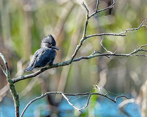 Belted Kingfisher - Perched Over Massachusetts Wetlands