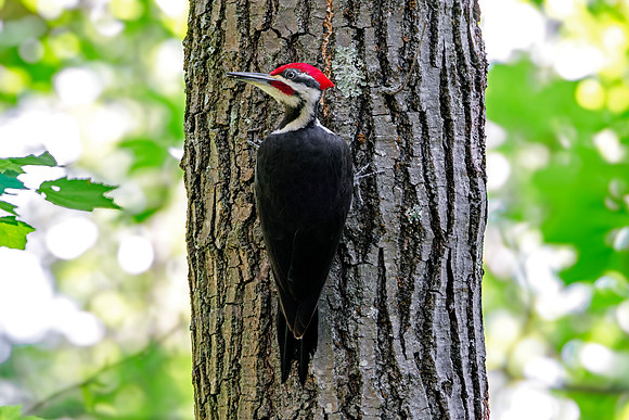 Pileated woodpecker -  Perched Vertically (Dryocopus pileatus)