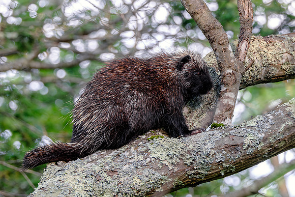MR North American porcupine - Tree