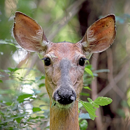 M White-tailed Deer Doe - Portrait