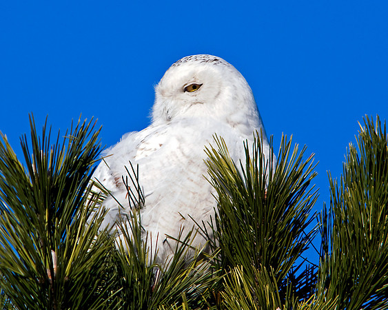 Snowy Owl - Perched In Pine