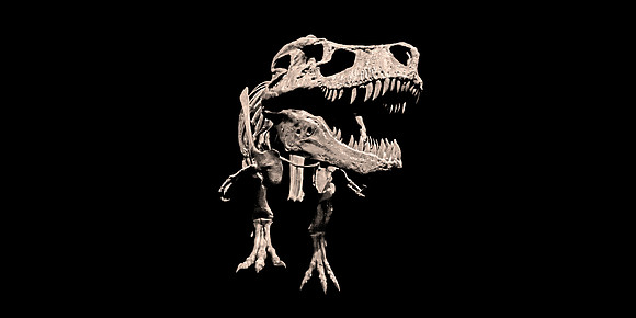 Tyrannosaurus Rex - Fossil Cast of "Sue" (Front)