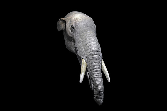 Gomphotherium - Reconstruction