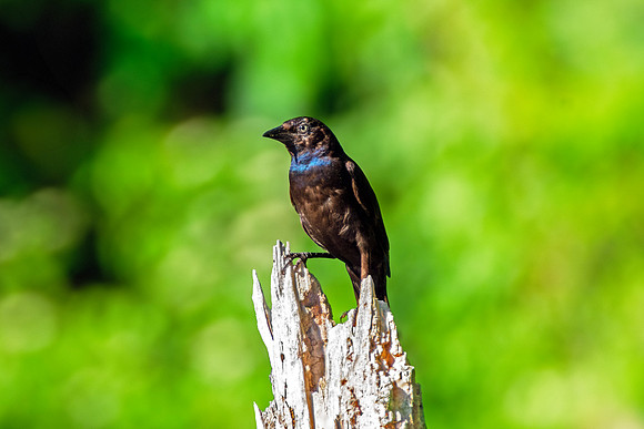 Common Grackle - Perched