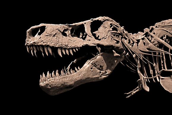 Tyrannosaurus Rex Here Be Dragons - Fossil Skull Cast of Sue (Pr