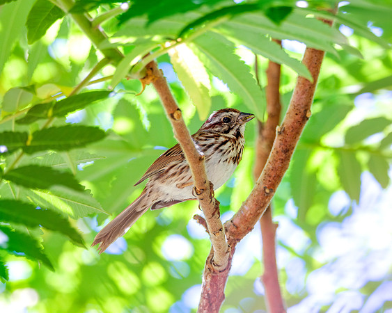 Song Sparrow - Perched Sumac Tree (Melospiza melodia)