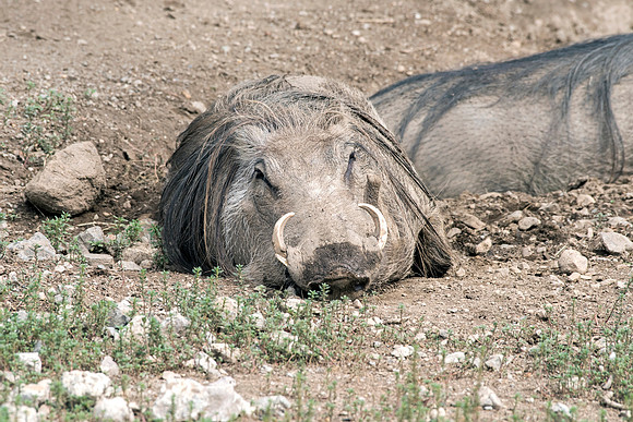 Warthog