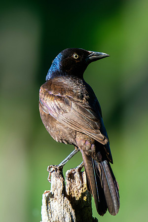 Common Grackle - Perched 3