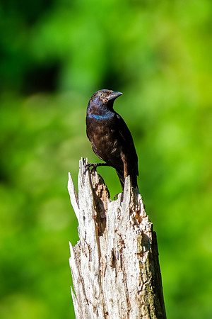 Common Grackle - Perched 1