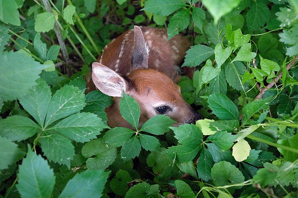 M White Tailed Deer - Newborn Fawn