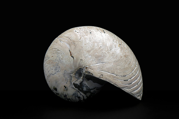 Cymatoceras Ammonite Fossil - Display