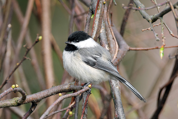 Black-capped chickadee Perching - Spring