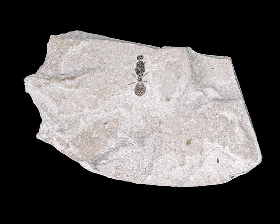 Fossilized Ant - Green River Formation