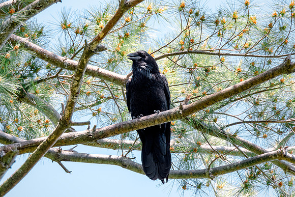 Common Raven - Perched High In A Red Pine (Corvus corax)